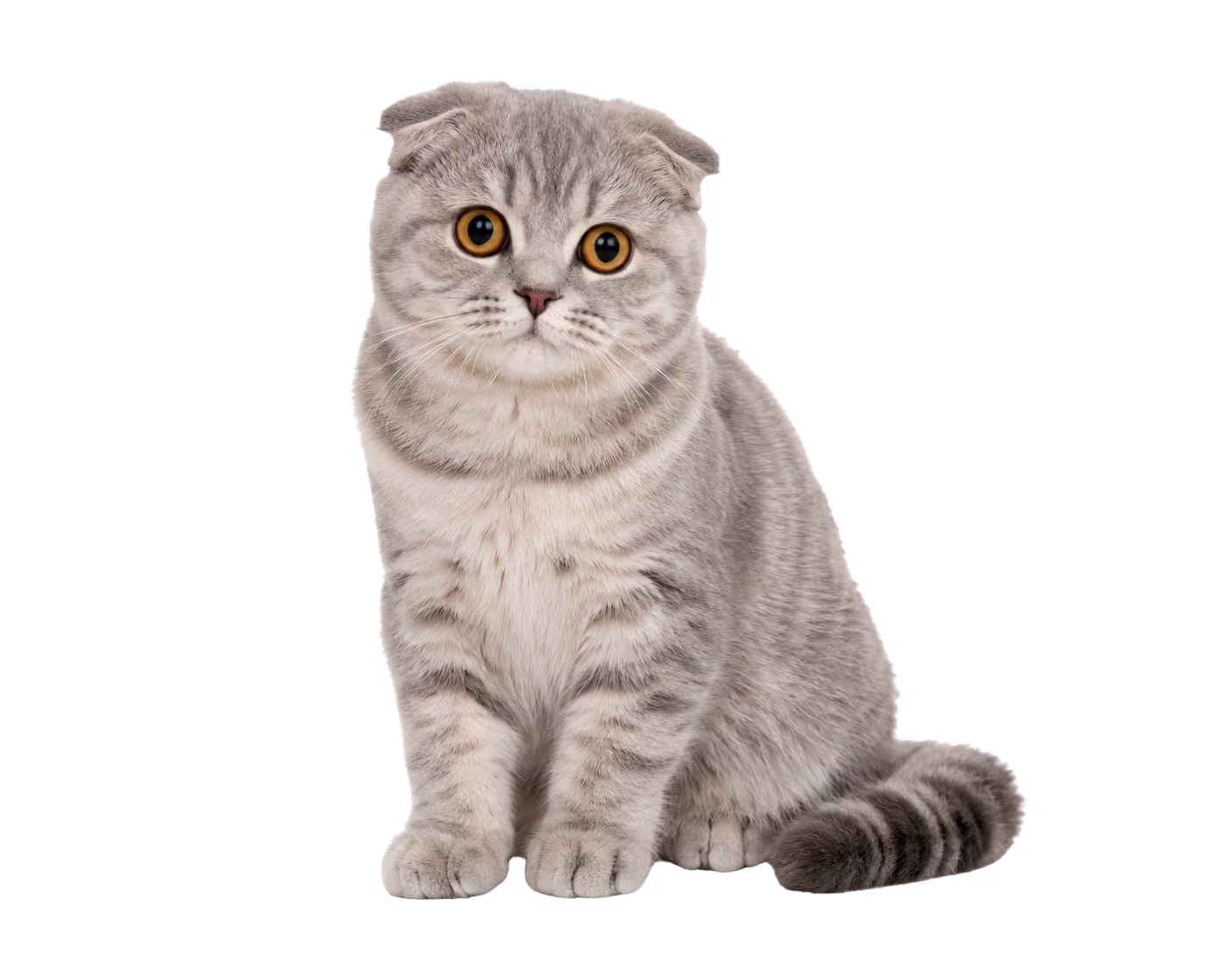 Scottish Fold